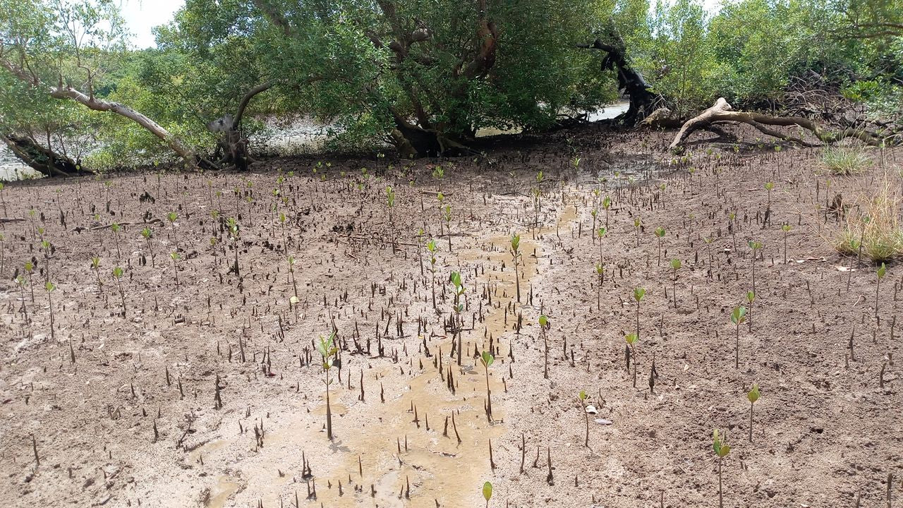 Load video: A video from veritree explaining the benefits of planting mangrove trees in Kenya. Mangrove trees protect waterways and coastlines, and provide a hatchery area for fish.